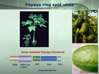 Papaya ring spot virus
Virus resistant Papaya Construct
35Sp nos!PRSV coat
protein
nptII GUS
Selectable Markers S S Jena
 