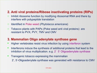 2. Anti viral proteins/Ribose inactivating proteins (RIPs)
o Inhibit ribosome function by modifying ribosomal RNA and there by
interfere with polypeptide translation
o Identified in Poke weed (Phytolacca americana)
o Tobacco plants with PAPs (Poke weed anti viral proteins) are
resistant to PVX, PVY, TMV and CMV
3. Mammalian Oligo adenylate synthase gene
 Higher vertebrates resist virus infection by using interferon system
 Interferons induce the synthesis of additional proteins that lead to the
inhibition of virus multiplication. e.g. 2’ 5’ Oligoadenylate synthase
 Transgenic tobacco expressing the mammalian
2’, 5’-Oligoadenylate synthase was generated with resistance to CMV
S S Jena
 