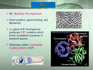 BtBt
 Bt: Bacillus thuringiensis
 Gram positive, spore forming, soil
Bacterium
 cry gene of B. thuringiensis
produces CRY proteins which
forms crystalline inclusions in
bacterial spores.
 Otherwise called ‘insecticidal
crystal proteins’ (ICP).
S S Jena
 