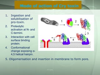1. Ingestion and
solubilisation of
pro-toxin.
2. Proteolytic
activation at N- and
C-termini.
3. Interaction with cell
surface binding
protein.
4. Conformational
change exposing α-
4,5 helical hairpin.
Mode of action of Cry toxin
3
5. Oligomerisation and insertion in membrane to form pore.
S S Jena
 