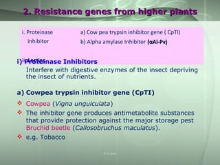 2. Resistance genes from higher plants2. Resistance genes from higher plants
i. Proteinase
inhibitor
a) Cow pea trypsin inhibitor gene ( CpTI)
b) Alpha amylase Inhibitor ((ααAl-Pv)Al-Pv)
ii. LectinsLectinsi) Proteinase Inhibitors
Interfere with digestive enzymes of the insect depriving
the insect of nutrients.
a) Cowpea trypsin inhibitor gene (CpTI)
 Cowpea (Vigna unguiculata)
 The inhibitor gene produces antimetabolite substances
that provide protection against the major storage pest
Bruchid beetle (Callosobruchus maculatus).
 e.g. Tobacco
S S Jena
 