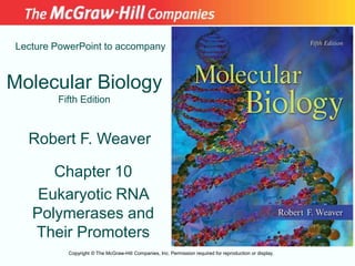 Molecular Biology
Fifth Edition
Chapter 10
Eukaryotic RNA
Polymerases and
Their Promoters
Lecture PowerPoint to accompany
Robert F. Weaver
Copyright © The McGraw-Hill Companies, Inc. Permission required for reproduction or display.
 