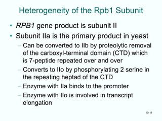 MB(5) Chapter_10 Eucaryotic RNA polymerase.ppt