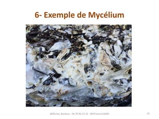 6- Exemple de Mycélium
@Michel_Barbeau - 06.78.96.15.33 - @StFlorent18400 29
 