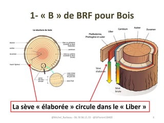 1- « B » de BRF pour Bois
La sève « élaborée » circule dans le « Liber »
@Michel_Barbeau - 06.78.96.15.33 - @StFlorent18400 3
 