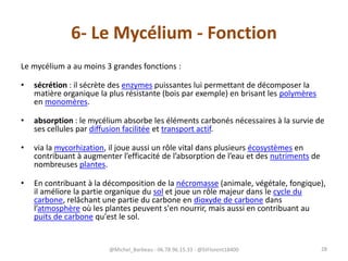 6- Le Mycélium - Fonction
Le mycélium a au moins 3 grandes fonctions :
• sécrétion : il sécrète des enzymes puissantes lui permettant de décomposer la
matière organique la plus résistante (bois par exemple) en brisant les polymères
en monomères.
• absorption : le mycélium absorbe les éléments carbonés nécessaires à la survie de
ses cellules par diffusion facilitée et transport actif.
• via la mycorhization, il joue aussi un rôle vital dans plusieurs écosystèmes en
contribuant à augmenter l’efficacité de l’absorption de l’eau et des nutriments de
nombreuses plantes.
• En contribuant à la décomposition de la nécromasse (animale, végétale, fongique),
il améliore la partie organique du sol et joue un rôle majeur dans le cycle du
carbone, relâchant une partie du carbone en dioxyde de carbone dans
l’atmosphère où les plantes peuvent s'en nourrir, mais aussi en contribuant au
puits de carbone qu'est le sol.
@Michel_Barbeau - 06.78.96.15.33 - @StFlorent18400 28
 