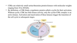 Comprehensive Overview of Chromatin Structure, Cell Division, and Cell ...