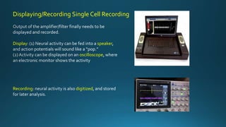 Displaying/Recording Single Cell Recording
Display speaker
oscilloscope
Recording digitized
 