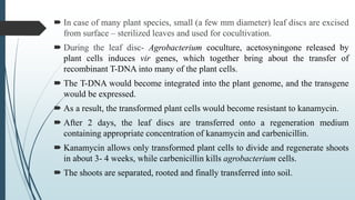  In case of many plant species, small (a few mm diameter) leaf discs are excised
from surface – sterilized leaves and used for cocultivation.
 During the leaf disc- Agrobacterium coculture, acetosyningone released by
plant cells induces vir genes, which together bring about the transfer of
recombinant T-DNA into many of the plant cells.
 The T-DNA would become integrated into the plant genome, and the transgene
would be expressed.
 As a result, the transformed plant cells would become resistant to kanamycin.
 After 2 days, the leaf discs are transferred onto a regeneration medium
containing appropriate concentration of kanamycin and carbenicillin.
 Kanamycin allows only transformed plant cells to divide and regenerate shoots
in about 3- 4 weeks, while carbenicillin kills agrobacterium cells.
 The shoots are separated, rooted and finally transferred into soil.
 