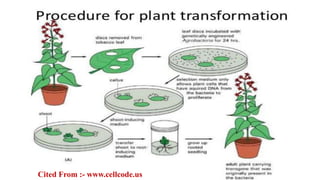 Cited From :- www.cellcode.us
 