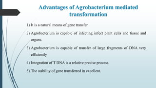 Advantages of Agrobacterium mediated
transformation
1) It is a natural means of gene transfer
2) Agrobacterium is capable of infecting infect plant cells and tissue and
organs.
3) Agrobacterium is capable of transfer of large fragments of DNA very
efficiently
4) Integration of T DNA is a relative precise process.
5) The stability of gene transferred in excellent.
 