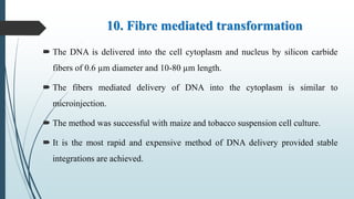 10. Fibre mediated transformation
 The DNA is delivered into the cell cytoplasm and nucleus by silicon carbide
fibers of 0.6 µm diameter and 10-80 µm length.
 The fibers mediated delivery of DNA into the cytoplasm is similar to
microinjection.
 The method was successful with maize and tobacco suspension cell culture.
 It is the most rapid and expensive method of DNA delivery provided stable
integrations are achieved.
 