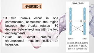 MBB 502 MUTATIONS (olympica).pptx -Molecular biology | PPTX
