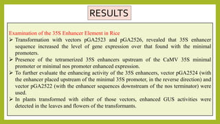 Rice Enhancer TDNA tagging and case study | PPTX