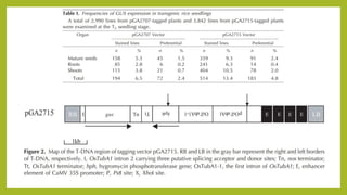 TDNA tagging and case study | PPTX