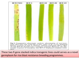 Gene stacking | PPTX
