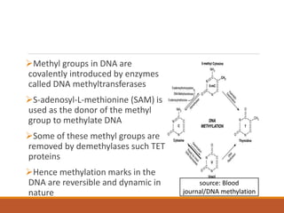 MBB611 dna methylation | PPTX