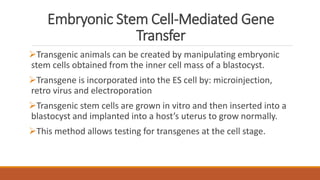 Embryonic Stem Cell-Mediated Gene
Transfer
Transgenic animals can be created by manipulating embryonic
stem cells obtained from the inner cell mass of a blastocyst.
Transgene is incorporated into the ES cell by: microinjection,
retro virus and electroporation
Transgenic stem cells are grown in vitro and then inserted into a
blastocyst and implanted into a host’s uterus to grow normally.
This method allows testing for transgenes at the cell stage.
 