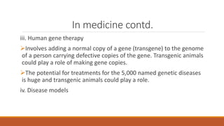 In medicine contd.
iii. Human gene therapy
Involves adding a normal copy of a gene (transgene) to the genome
of a person carrying defective copies of the gene. Transgenic animals
could play a role of making gene copies.
The potential for treatments for the 5,000 named genetic diseases
is huge and transgenic animals could play a role.
iv. Disease models
 