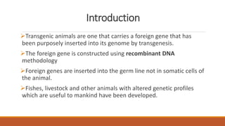 Introduction
Transgenic animals are one that carries a foreign gene that has
been purposely inserted into its genome by transgenesis.
The foreign gene is constructed using recombinant DNA
methodology
Foreign genes are inserted into the germ line not in somatic cells of
the animal.
Fishes, livestock and other animals with altered genetic profiles
which are useful to mankind have been developed.
 