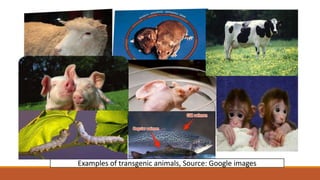 Examples of transgenic animals, Source: Google images
 