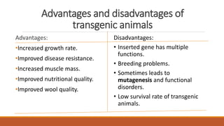 Advantages and disadvantages of
transgenic animals
Advantages:
•Increased growth rate.
•Improved disease resistance.
•Increased muscle mass.
•Improved nutritional quality.
•Improved wool quality.
Disadvantages:
• Inserted gene has multiple
functions.
• Breeding problems.
• Sometimes leads to
mutagenesis and functional
disorders.
• Low survival rate of transgenic
animals.
 