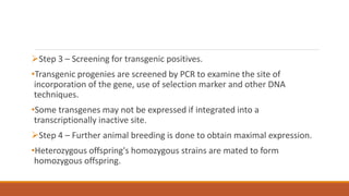 Step 3 – Screening for transgenic positives.
•Transgenic progenies are screened by PCR to examine the site of
incorporation of the gene, use of selection marker and other DNA
techniques.
•Some transgenes may not be expressed if integrated into a
transcriptionally inactive site.
Step 4 – Further animal breeding is done to obtain maximal expression.
•Heterozygous offspring's homozygous strains are mated to form
homozygous offspring.
 