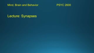 Mind, Brain and Behavior PSYC 2600
Lecture: Synapses
 