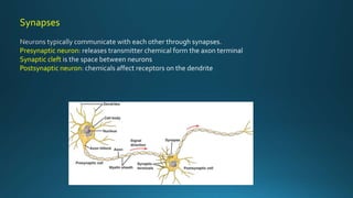 Synapses
Presynaptic neuron
Synaptic cleft
Postsynaptic neuron
 