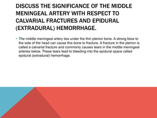 DISCUSS THE SIGNIFICANCE OF THE MIDDLE 
MENINGEAL ARTERY WITH RESPECT TO 
CALVARIAL FRACTURES AND EPIDURAL 
(EXTRADURAL) HEMORRHAGE. 
 The middle meningeal artery lies under the thin pterion bone. A strong blow to 
the side of the head can cause this bone to fracture. A fracture in the pterion is 
called a calvarial fracture and commonly causes tears in the middle meningeal 
arteries below. These tears lead to bleeding into the epidural space called 
epidural (extradural) hemorrhage. 
 