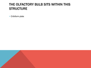 THE OLFACTORY BULB SITS WITHIN THIS 
STRUCTURE 
 Cribiform plate 
 
