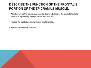 DESCRIBE THE FUNCTION OF THE FRONTALIS 
PORTION OF THE EPICRANIUS MUSCLE. 
 Also known as the epicranius muscle, the two bellies of the occipitofrontalis 
muscle are joined by the epicranial aponeurosis. 
 Raises the eyebrows and wrinkles the forehead. 
 Test for facial nerve function. 
 