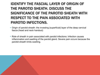 IDENTIFY THE FASCIAL LAYER OF ORIGIN OF 
THE PAROTID SHEATH. DISCUSS THE 
SIGNIFICANCE OF THE PAROTID SHEATH WITH 
RESPECT TO THE PAIN ASSOCIATED WITH 
PAROTID INFECTIONS. 
 Origin of parotid sheath: the investing (superficial) layer of the deep cervical 
fascia (head and neck handout) 
 Role of sheath in pain associated with parotid infections: Infection causes 
inflammation and swelling of the parotid gland. Severe pain occurs because the 
parotid sheath limits swelling. 
 