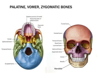PALATINE, VOMER, ZYGOMATIC BONES 
Mandible 
 