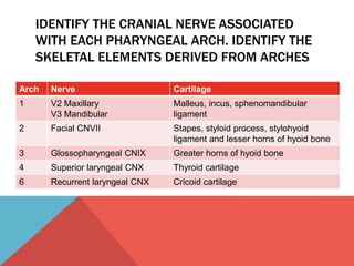 IDENTIFY THE CRANIAL NERVE ASSOCIATED 
WITH EACH PHARYNGEAL ARCH. IDENTIFY THE 
SKELETAL ELEMENTS DERIVED FROM ARCHES 
Arch Nerve Cartilage 
1 V2 Maxillary 
V3 Mandibular 
Malleus, incus, sphenomandibular 
ligament 
2 Facial CNVII Stapes, styloid process, stylohyoid 
ligament and lesser horns of hyoid bone 
3 Glossopharyngeal CNIX Greater horns of hyoid bone 
4 Superior laryngeal CNX Thyroid cartilage 
6 Recurrent laryngeal CNX Cricoid cartilage 
 