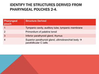 IDENTIFY THE STRUCTURES DERIVED FROM 
PHARYNGEAL POUCHES 2-4. 
Pharyngeal 
pouch 
Structure Derived 
1 Tympanic cavity, auditory tube, tympanic membrane 
2 Primordium of palatine tonsil 
3 Inferior parathyroid gland, thymus 
4 Superior parathyroid gland, ultimobranchial body  
parafollicular C cells 
 