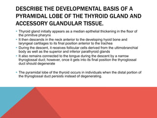 DESCRIBE THE DEVELOPMENTAL BASIS OF A 
PYRAMIDAL LOBE OF THE THYROID GLAND AND 
ACCESSORY GLANDULAR TISSUE. 
 Thyroid gland initially appears as a median epithelial thickening in the floor of 
the primitive pharynx 
 It then descends in the neck anterior to the developing hyoid bone and 
laryngeal cartilages to its final position anterior to the trachea 
 During the descent, it receives follicular cells derived from the ultimobranchial 
body as well as the superior and inferior parathyroid glands 
 It also remains connected to the tongue during the descent by a narrow 
thyroglossal duct; however, once it gets into its final position the thyroglossal 
duct should degenerate 
 The pyramidal lobe of the thyroid occurs in individuals when the distal portion of 
the thyroglossal duct persists instead of degenerating. 
 