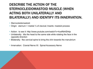 DESCRIBE THE ACTION OF THE 
STERNOCLEIDOMASTOID MUSCLE (WHEN 
ACTING BOTH UNILATERALLY AND 
BILATERALLY) AND IDENTIFY ITS INNERVATION. 
 Sternocleidomastoid: 
 Origin: sternum + medial ⅓ of clavical; Inserts: mastoid process 
 Action: to see it: http://www.youtube.com/watch?v=4ueRbHZh4js 
 Unilaterally: tilts the head to the same side while rotating the face in the 
opposite direction 
 Bilaterally: flex cervical spine to bring the chin towards the manubrium 
 Innervation: Cranial Nerve XI: Spinal Accessory Nerve 
 