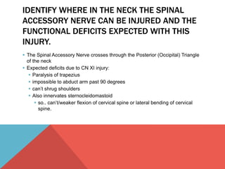IDENTIFY WHERE IN THE NECK THE SPINAL 
ACCESSORY NERVE CAN BE INJURED AND THE 
FUNCTIONAL DEFICITS EXPECTED WITH THIS 
INJURY. 
 The Spinal Accessory Nerve crosses through the Posterior (Occipital) Triangle 
of the neck 
 Expected deficits due to CN XI injury: 
 Paralysis of trapezius 
 impossible to abduct arm past 90 degrees 
 can’t shrug shoulders 
 Also innervates sternocleidomastoid 
 so.. can’t/weaker flexion of cervical spine or lateral bending of cervical 
spine. 
 