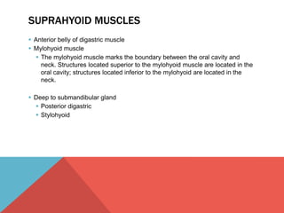 SUPRAHYOID MUSCLES 
 Anterior belly of digastric muscle 
 Mylohyoid muscle 
 The mylohyoid muscle marks the boundary between the oral cavity and 
neck. Structures located superior to the mylohyoid muscle are located in the 
oral cavity; structures located inferior to the mylohyoid are located in the 
neck. 
 Deep to submandibular gland 
 Posterior digastric 
 Stylohyoid 
 