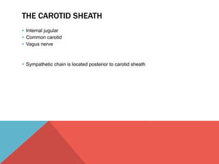 THE CAROTID SHEATH 
 Internal jugular 
 Common carotid 
 Vagus nerve 
 Sympathetic chain is located posterior to carotid sheath 
 