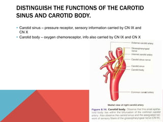 DISTINGUISH THE FUNCTIONS OF THE CAROTID 
SINUS AND CAROTID BODY. 
 Carotid sinus – pressure receptor, sensory information carried by CN IX and 
CN X 
 Carotid body – oxygen chemoreceptor, info also carried by CN IX and CN X 
 