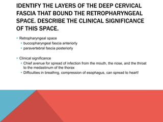 IDENTIFY THE LAYERS OF THE DEEP CERVICAL 
FASCIA THAT BOUND THE RETROPHARYNGEAL 
SPACE. DESCRIBE THE CLINICAL SIGNIFICANCE 
OF THIS SPACE. 
 Retropharyngeal space 
 buccopharyngeal fascia anteriorly 
 paravertebral fascia posteriorly 
 Clinical significance 
 Chief avenue for spread of infection from the mouth, the nose, and the throat 
to the medastinum of the thorax 
 Difficulties in breathng, compression of esophagus, can spread to heart! 
 