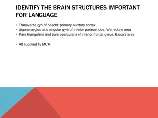 IDENTIFY THE BRAIN STRUCTURES IMPORTANT 
FOR LANGUAGE 
 Transverse gyri of heschl: primary auditory cortex 
 Supramarginal and angular gyrii of inferior parietal lobe: Wernicke’s area 
 Pars triangularis and pars opercularis of inferior frontal gyrus: Broca’s area 
 All supplied by MCA 
 