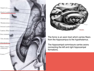 The fornix is an axon tract which carries fibers 
from the hippocampus to the hypothalamus. 
The hippocampal commissure carries axons 
connecting the left and right hippocampal 
formations. 
 