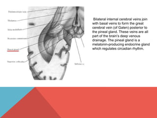 Bilateral internal cerebral veins join 
with basal veins to form the great 
cerebral vein (of Galen) posterior to 
the pineal gland. These veins are all 
part of the brain’s deep venous 
drainage. The pineal gland is a 
melatonin-producing endocrine gland 
which regulates circadian rhythm. 
 
