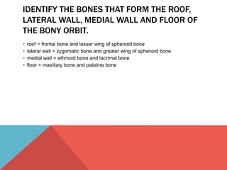 IDENTIFY THE BONES THAT FORM THE ROOF, 
LATERAL WALL, MEDIAL WALL AND FLOOR OF 
THE BONY ORBIT. 
 roof = frontal bone and lesser wing of sphenoid bone 
 lateral wall = zygomatic bone and greater wing of sphenoid bone 
 medial wall = ethmoid bone and lacrimal bone 
 floor = maxillary bone and palatine bone 
 