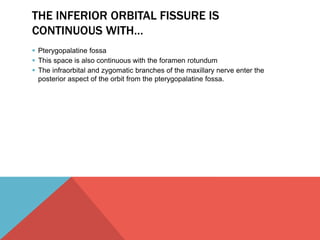 THE INFERIOR ORBITAL FISSURE IS 
CONTINUOUS WITH… 
 Pterygopalatine fossa 
 This space is also continuous with the foramen rotundum 
 The infraorbital and zygomatic branches of the maxillary nerve enter the 
posterior aspect of the orbit from the pterygopalatine fossa. 
 