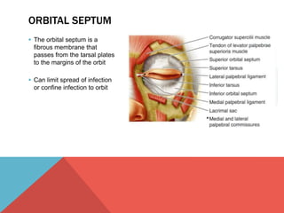 ORBITAL SEPTUM 
 The orbital septum is a 
fibrous membrane that 
passes from the tarsal plates 
to the margins of the orbit 
 Can limit spread of infection 
or confine infection to orbit 
 