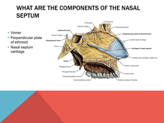 WHAT ARE THE COMPONENTS OF THE NASAL 
SEPTUM 
 Vomer 
 Perpendicular plate 
of ethmoid 
 Nasal septum 
cartilage 
 